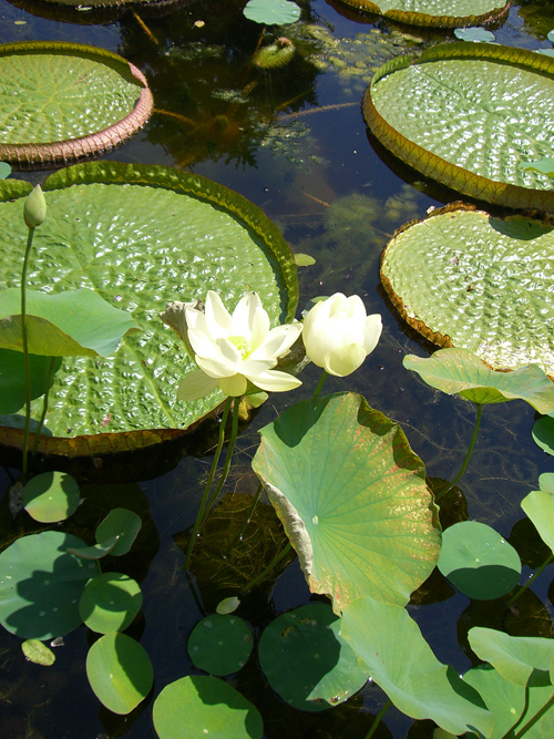 Botanischer Garten