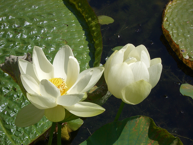 Botanischer Garten