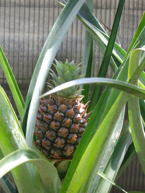 Botanischer Garten